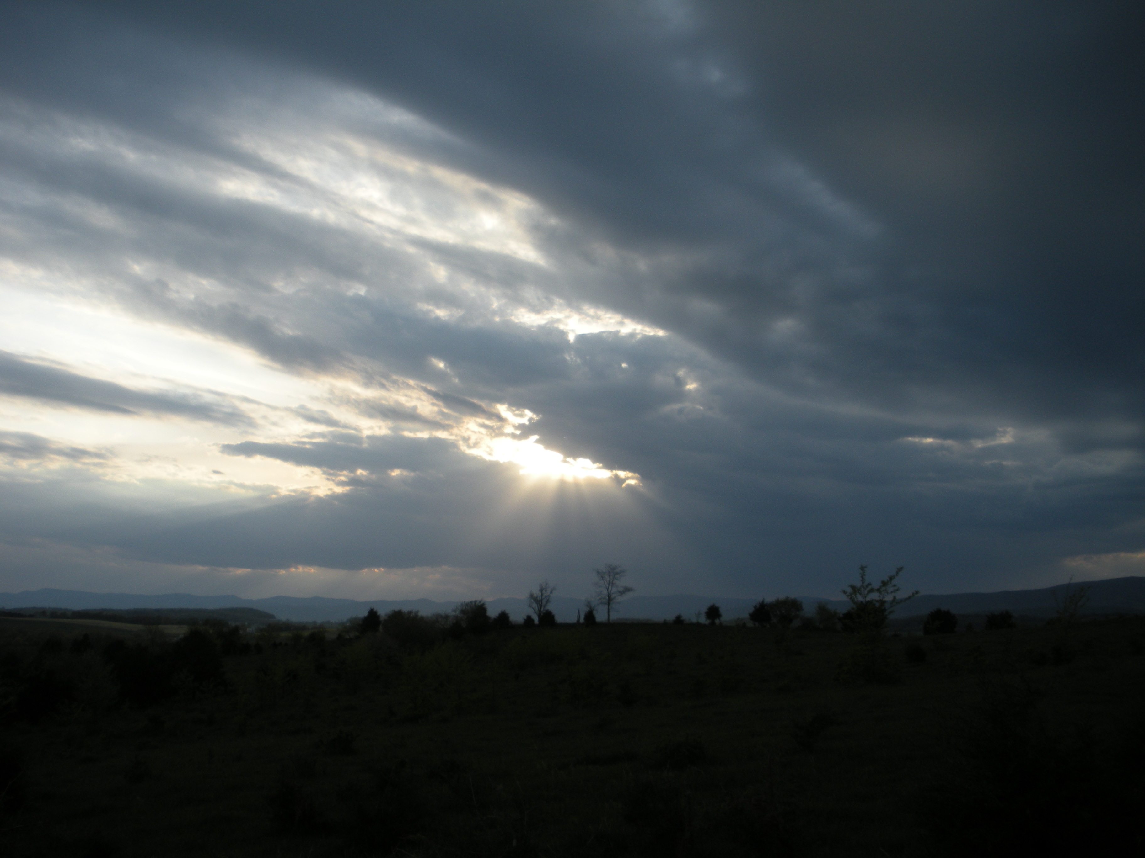 Photo Bison Sun