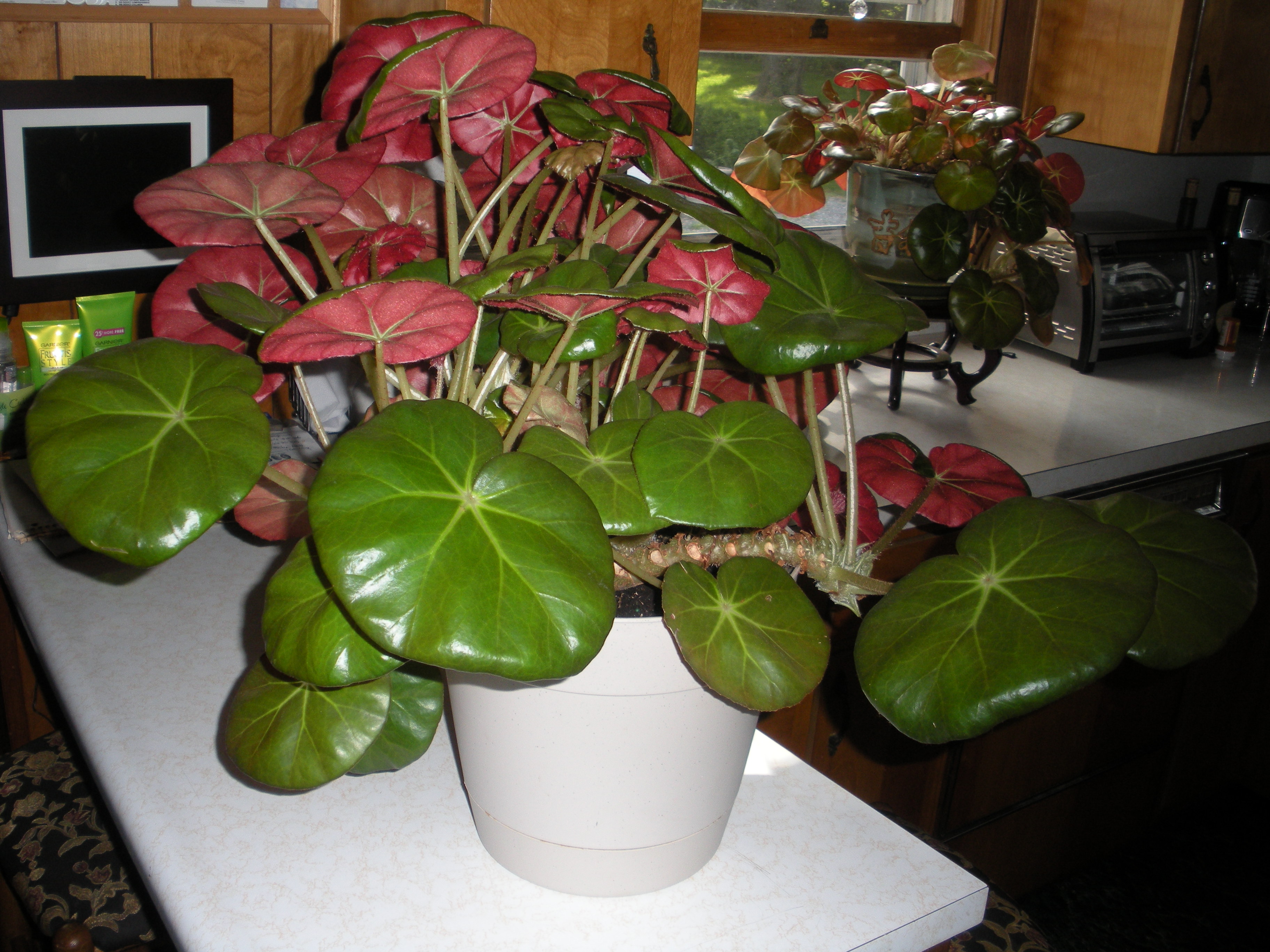 Photo Begonia